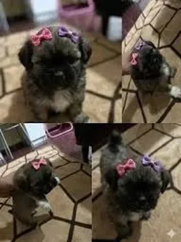 peludinhos so 260