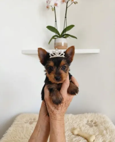 Pequena Princesa York Encantando Corações