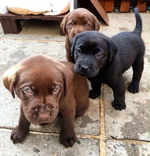 Labrador lindo top