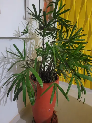 Planta