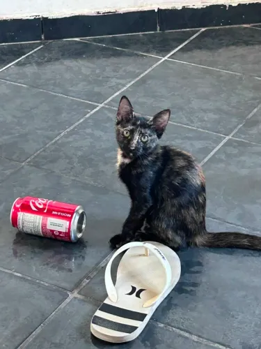 Gatinha fofa Escaminha para doação
