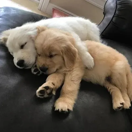 Lindos Golden Retriever com pedigree