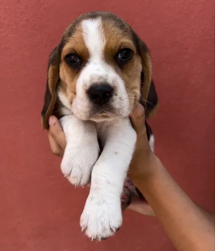 Beagles filhotes