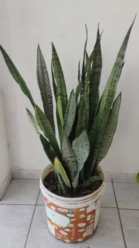 Espada de São Jorge. Planta. Valor: 20,00 reais.