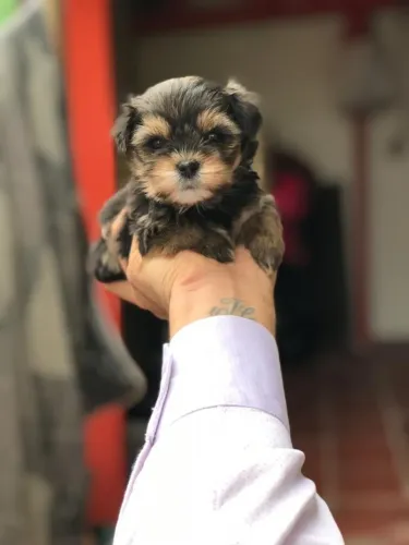 Yorkshire Terrier micros e padrão, com seguro pela porto seguro 
