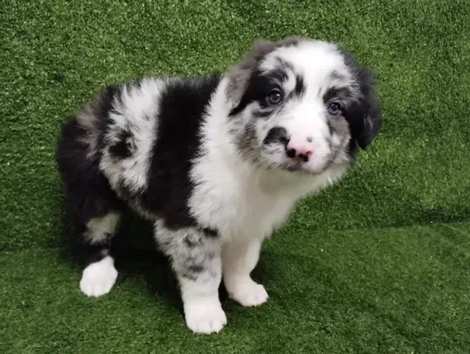 Border collie todas as cores, padrão CBKC 