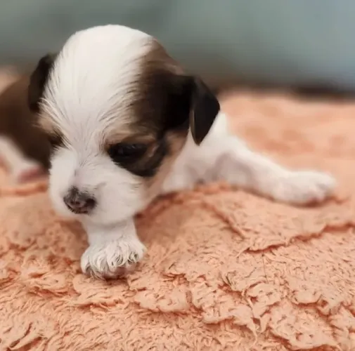 Lhasa Apso Fêmea Pequena ? Ideal para apartamento