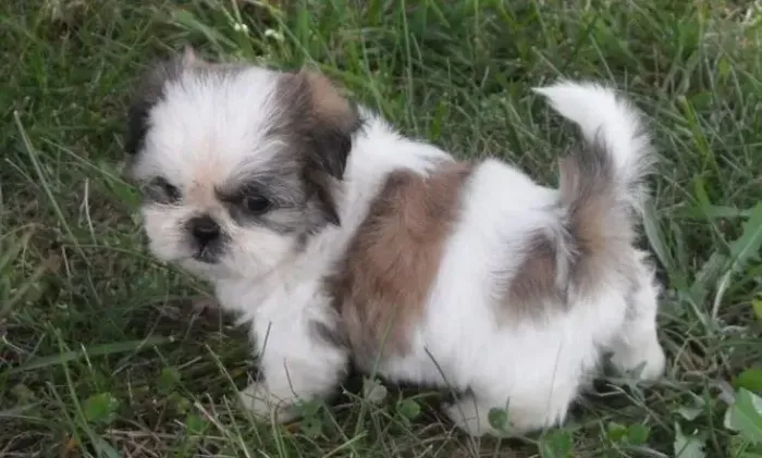 Filhote Shih Tzu dispensa legenda de tão fofo