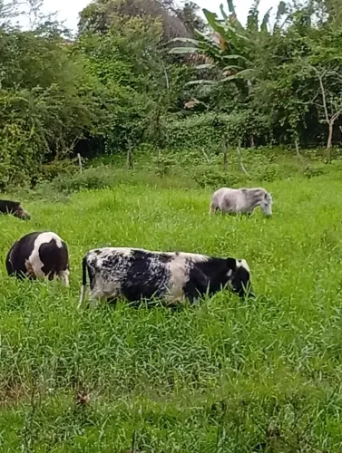 Mini boi a venda , animal manso e bonito !