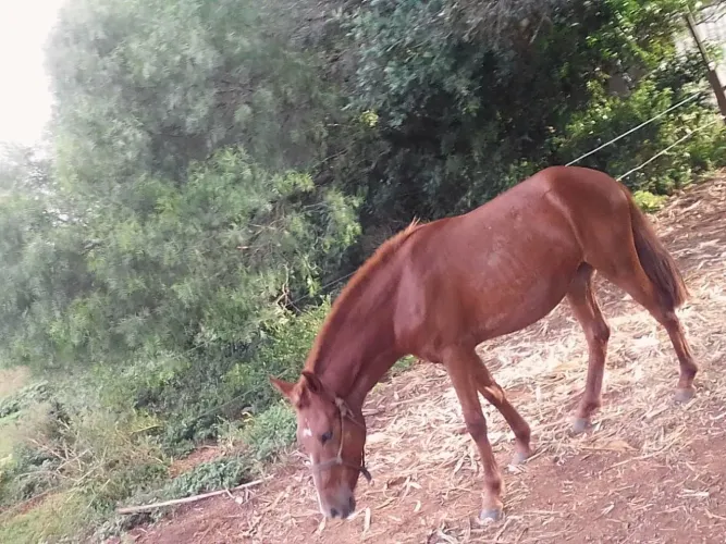 BARBADA, lindas potras chucras Mangalarga Marchador Puro Sangue-Parcelamos