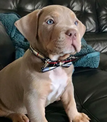 Filhote de Pitbull com lindos olhos azuis e gravata