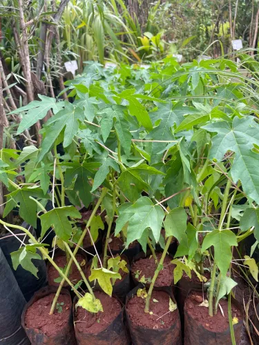Muda de Mamão Formosa
