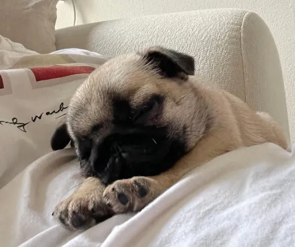 Filhote Pug, Os melhores amigos têm patas e um coração gigante!
