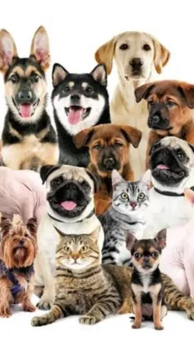 Babá pet