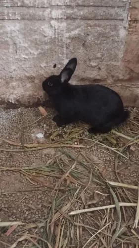 Coelha fêmea , raça comum leia a descrição abaixo 