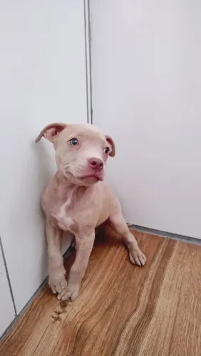 Pitmonster Pitbull American Bully Pit Bull