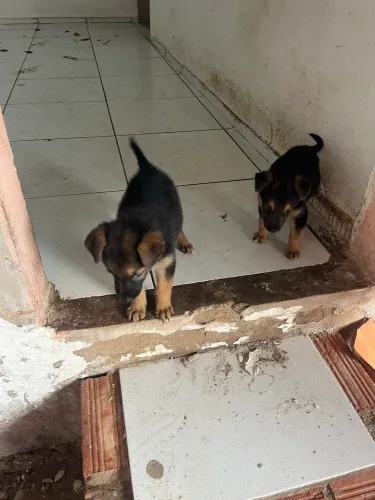Cachorro pastor alemão 