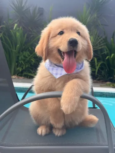 Golden fofinho