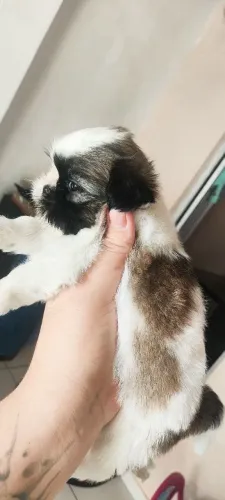Shih tzu macho