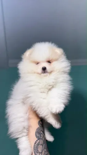 Filhote macho Spitz alemão