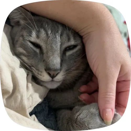 Gatinho para adoção