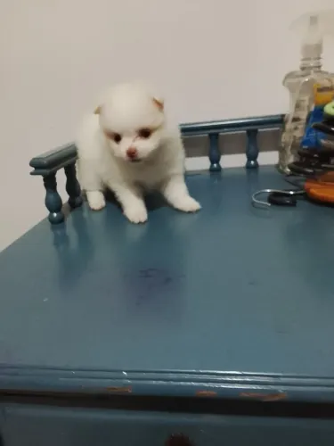 Spitz alemão anão macho e fêmea 