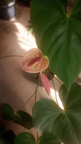 Anthurium andreanum pink