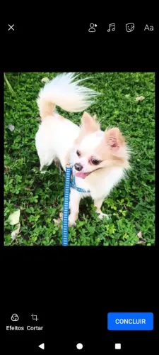 Chihuahua pelo longo (padreador para cruzar )