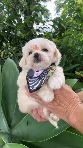 Lindo filhote de maltês 