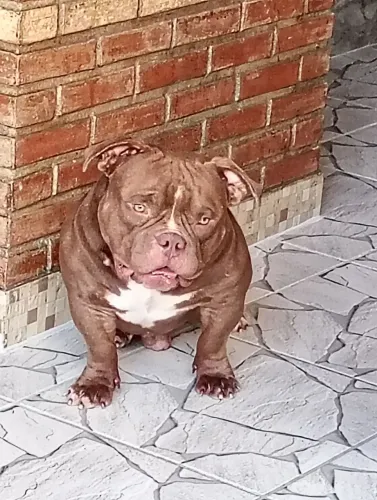 American Bully filhotes parcelamos 