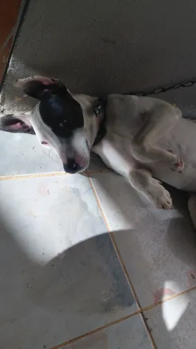 Doação cachorro SRD