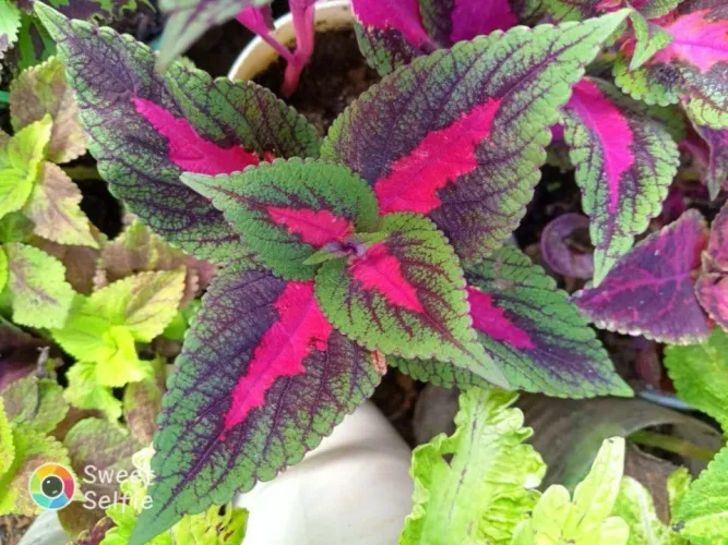 Lindas mudas e estacas de coleus ?