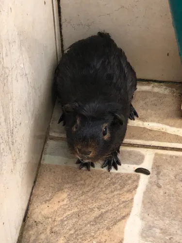 Vendo Porquinho Da Índia Macho