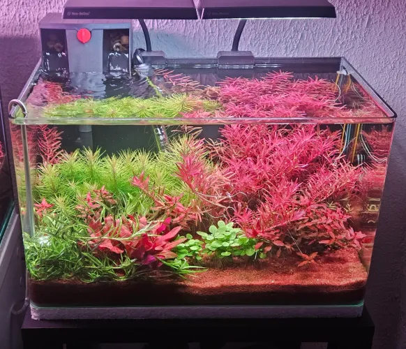 Aquário plantado completo 40L