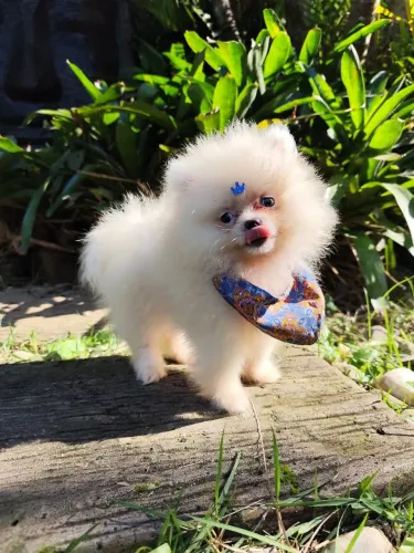 Lulu da Pomerânia branco