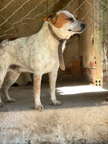  Doação - 2 cães adultos (mistura de Boiadeiro Australiano)