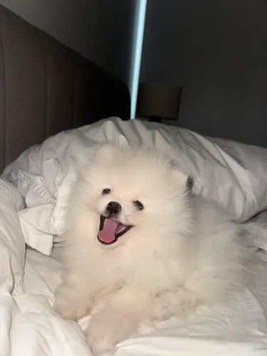 Lulu da Pomerânia simplesmente perfeito 