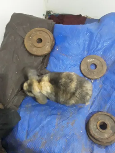 Coelhos mini lop Bem pequeno Mini lop 250,00 reais!!!