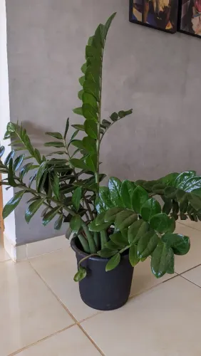 Planta Zamiocuca 