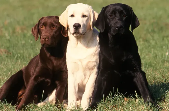 Procurando Filhote de Labrador retriever!