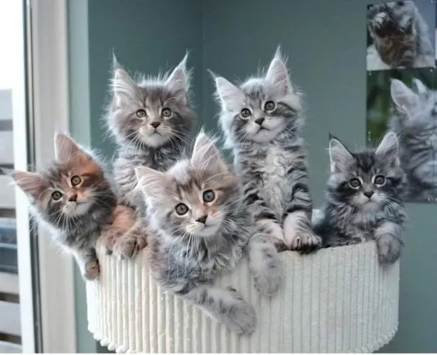 Maine coon conferir - machos e fêmeas