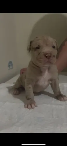 Filhotes de Pitt Monster com 3 semanas