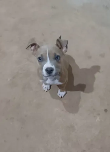 Filhote de american bully 