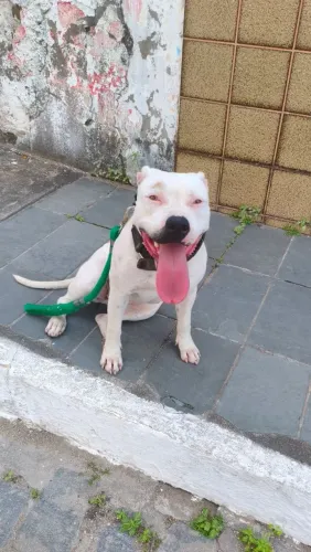 Pitbull fêmea para cruza