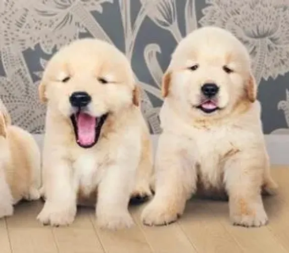 Golden Retriever Filhotes Companhia Maravilhosa. 