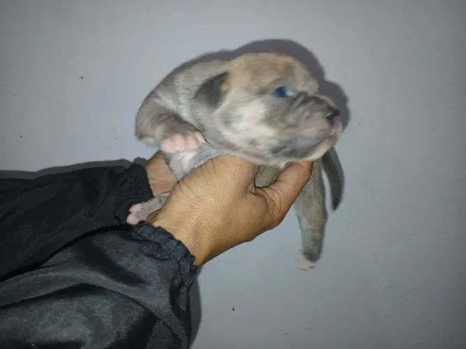 American Bully Poket 