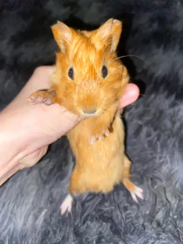 porquinho da índia