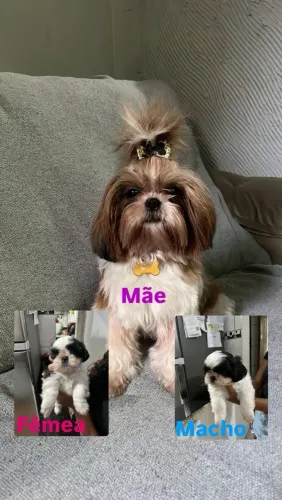 Filhotes Shih Tzu