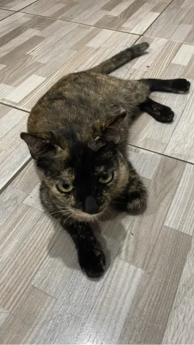 Gatos para doação