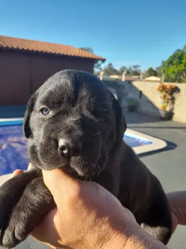 Vende-se Cane Corso Filhotes